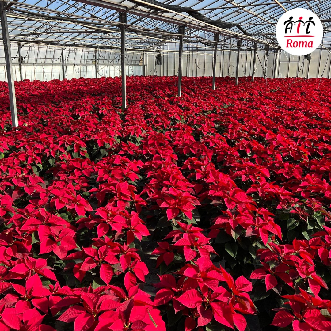 486448378_942298944781347_7522135569535913325_n